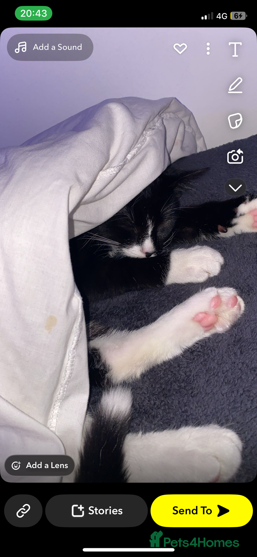 Mixed Breed cats for sale: Beautiful male kitten with amazing personality - Advert 1