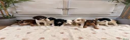 Cockapoo dogs for sale: Beautiful cockerpoo puppies  - Advert 7