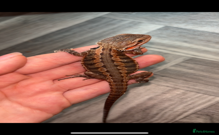 Bearded Dragon reptiles - Advert 1