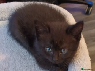 British Shorthair cats - Advert 6