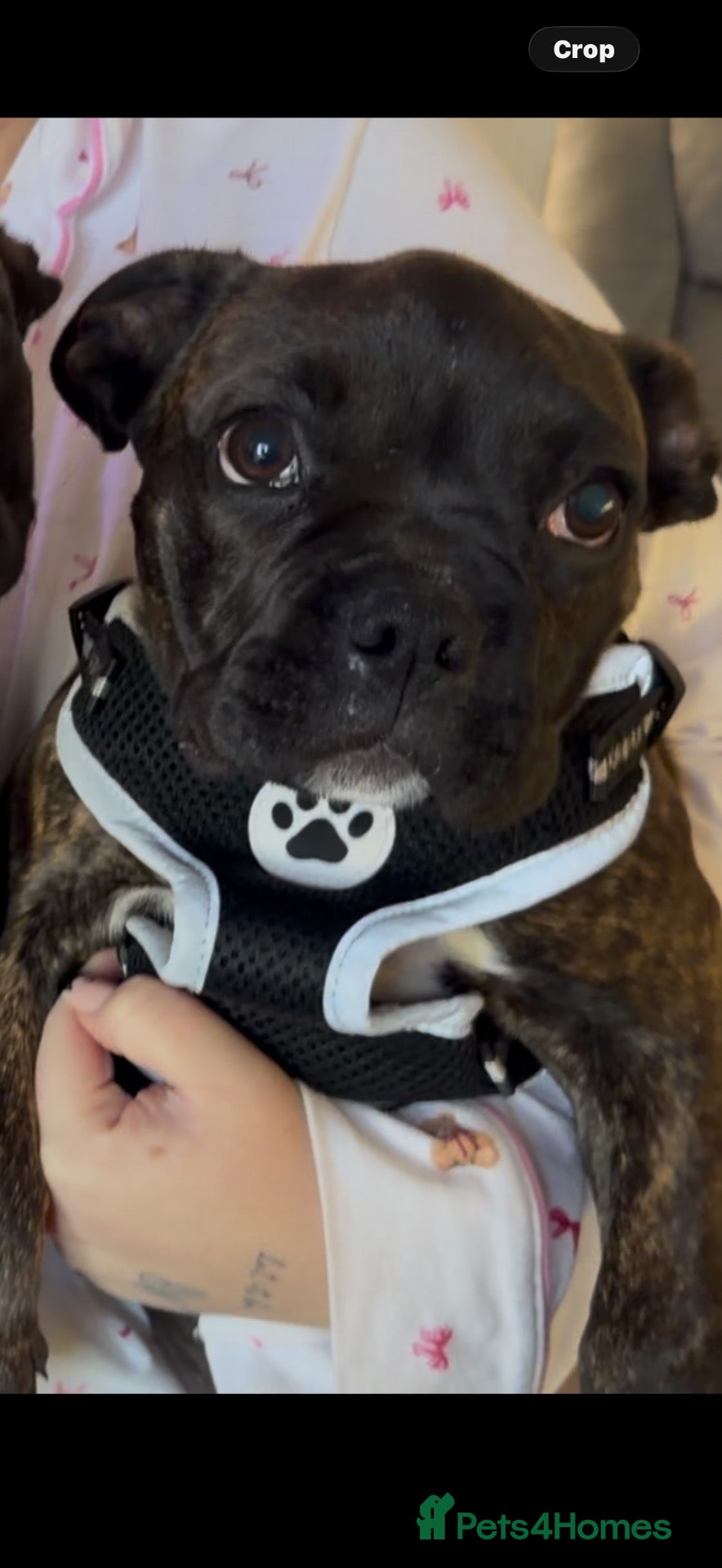 Mixed Breed dogs Puppy boxer/pug - Advert 1