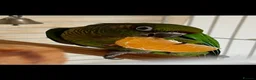 Conures birds for sale: Green cheeked conure ‘Cujo’  - Advert 1