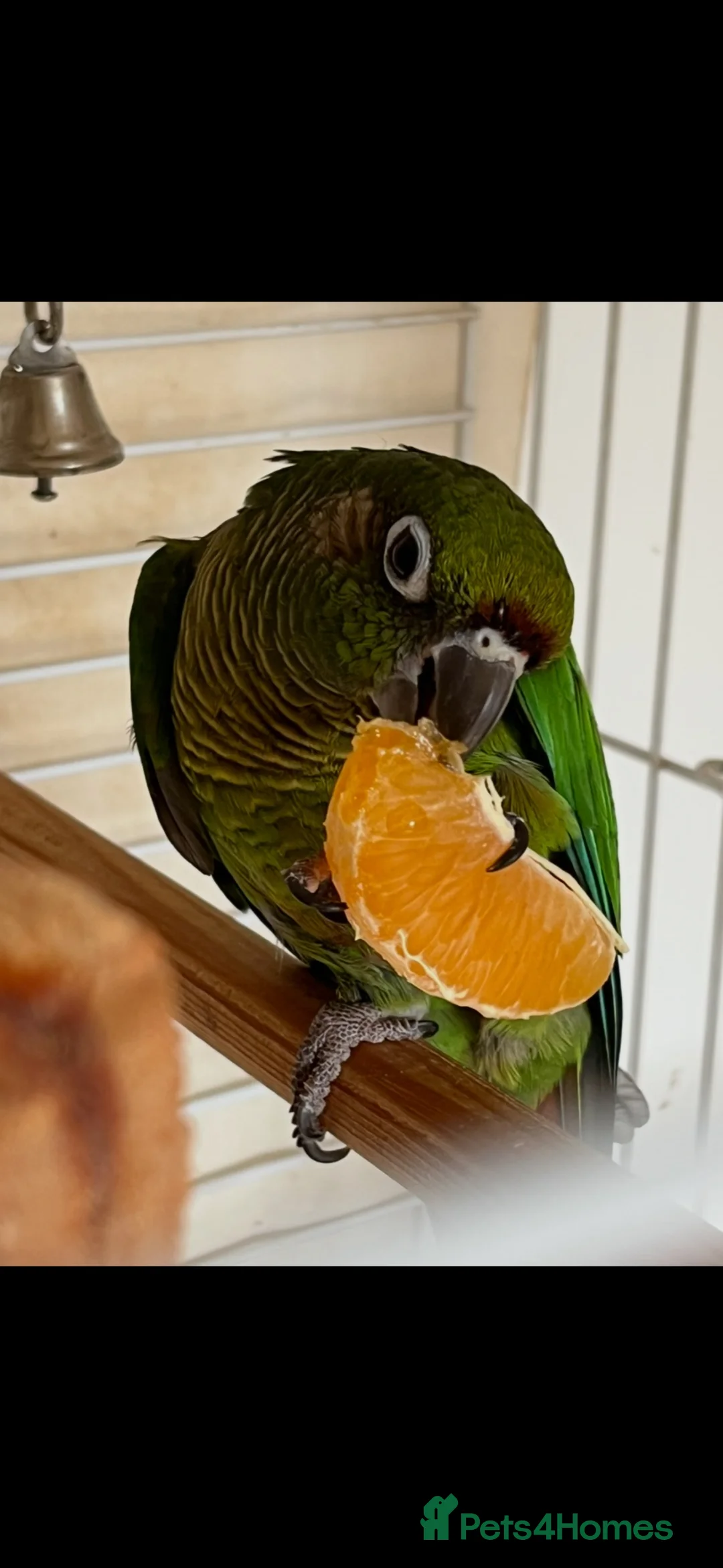 Conures birds for sale: Green cheeked conure ‘Cujo’  - Advert 1