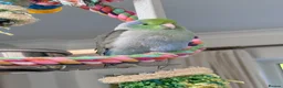 Budgerigars birds for sale: Beautiful Tame Male Parrotlet - Advert 1