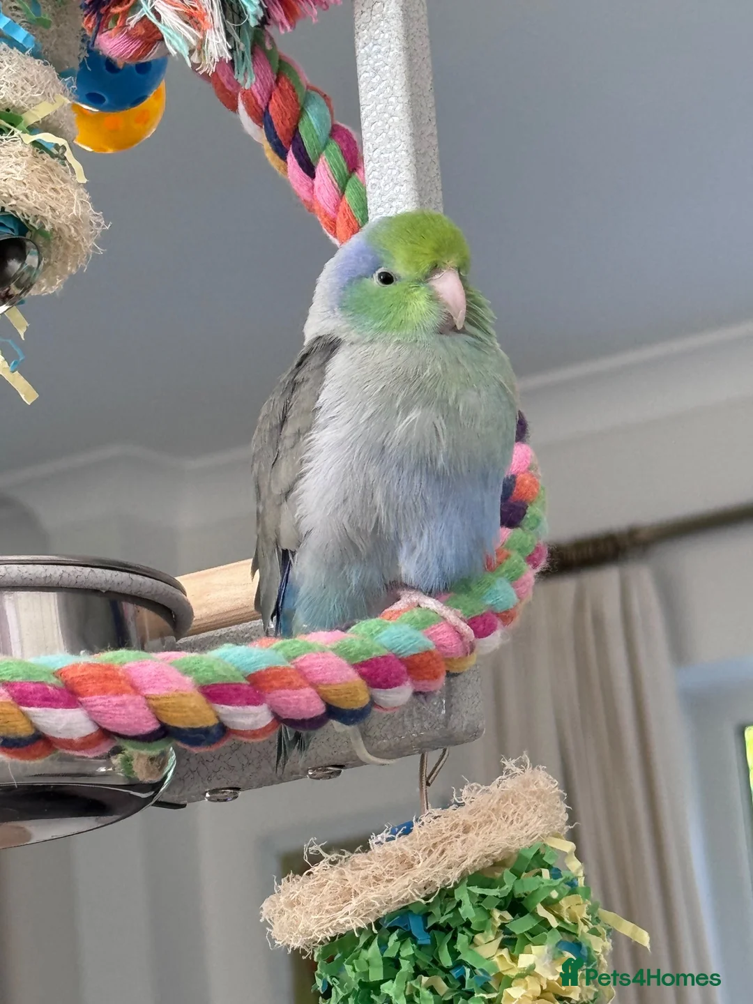 Budgerigars birds for sale: Beautiful Tame Male Parrotlet - Advert 1