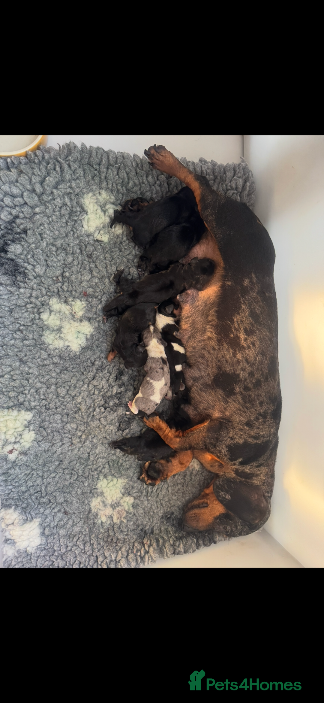 Miniature Dachshund dogs for sale: Miniature smooth dachshund puppies  - Image 1