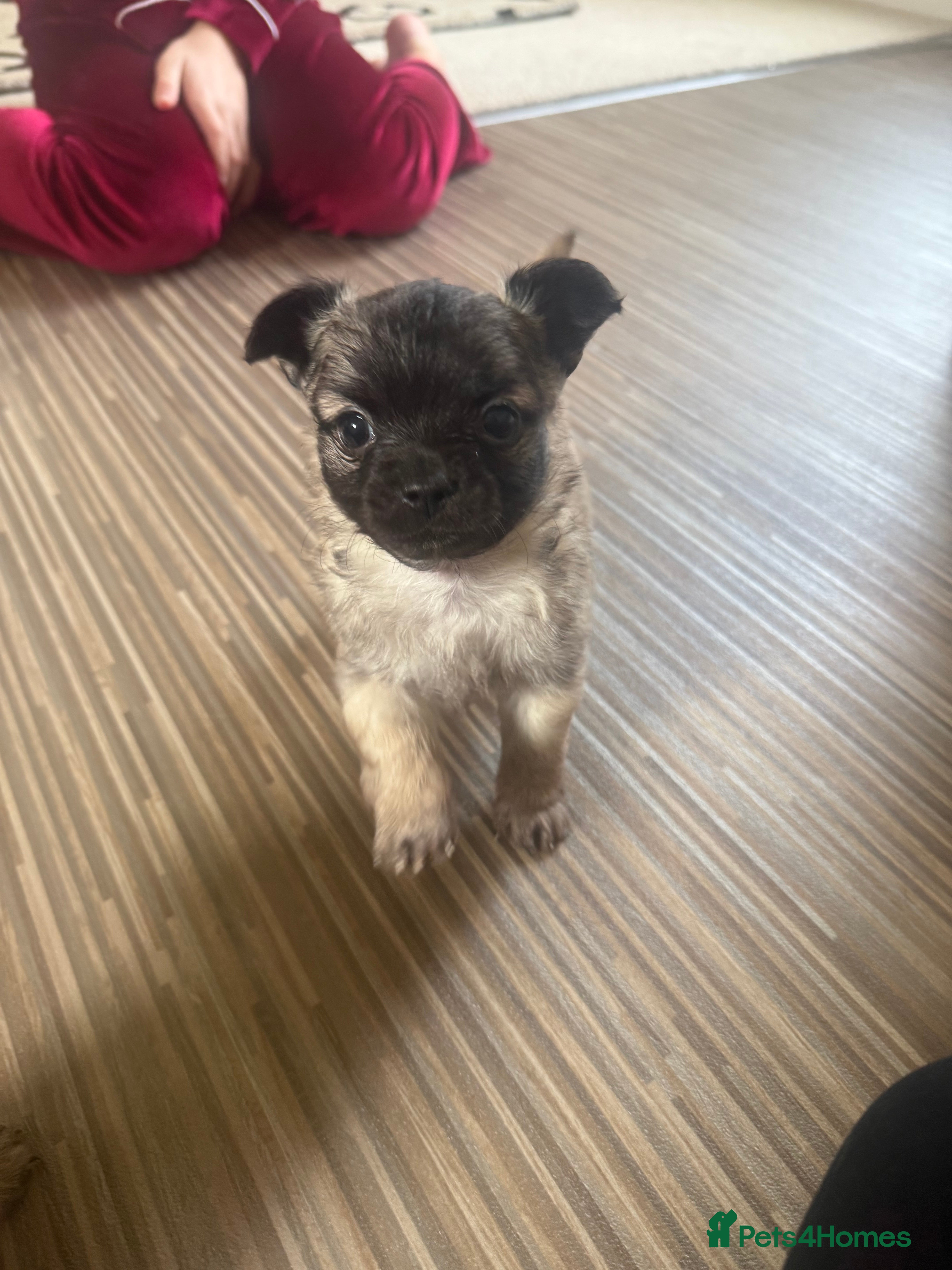 Chihuahua dogs 1 BOY CHIHUAHUA FOR SALE - Advert 14