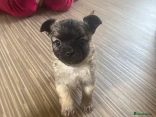 Chihuahua dogs 1 BOY CHIHUAHUA FOR SALE - Advert 14