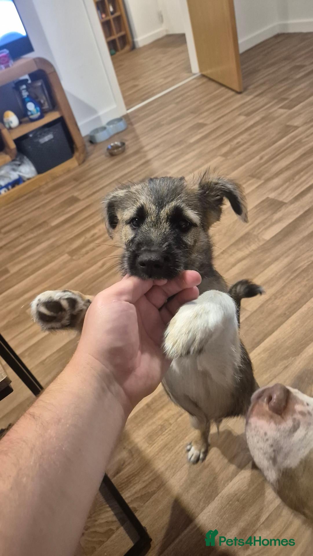 Mixed Breed dogs Rehome - Advert 17