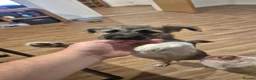 Mixed Breed dogs for sale: Rehome - Advert 1