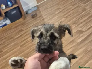 Mixed Breed dogs Rehome - Advert 17
