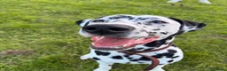 Dalmatian dogs for sale: Goose| 11month old Dalmatian  in Warrington - Advert 9