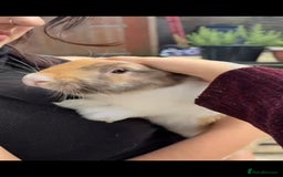 French Lop rabbits for sale: 2 x beautiful french lop male rabbits  - Image 4