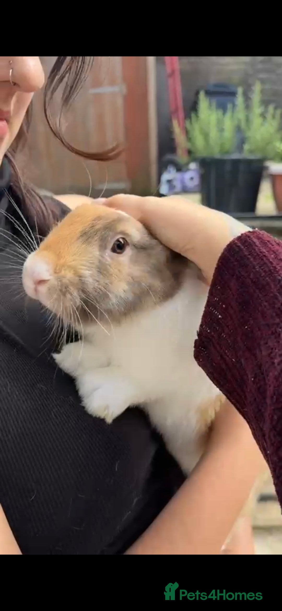 French Lop rabbits for sale: 2 x beautiful french lop male rabbits  - Image 4