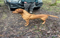 Labrador Retriever dogs for sale: Beautiful kc working Labradors - Image 9