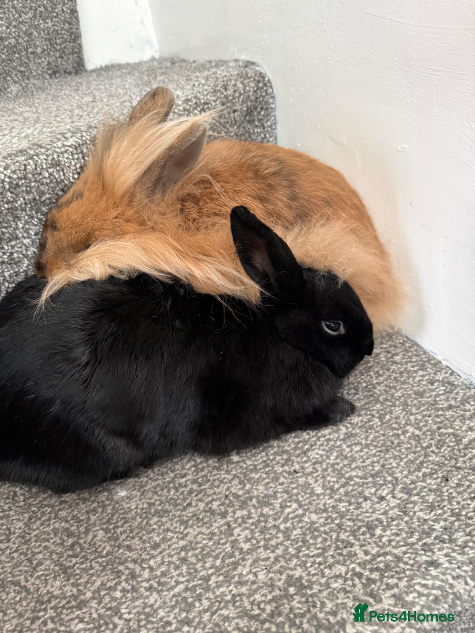 Mixed Breed rabbits for sale: Lionhead and Miniloop  in Saint Helens - Advert 5
