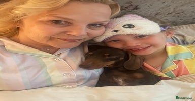 Miniature Dachshund dogs - Advert 16