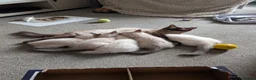 Ragdoll cats for sale: Ready to leave NOW discount price - Advert 15