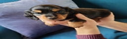 Miniature Dachshund dogs for stud: Longhaird miniature dachshund in Gloucester - Advert 7