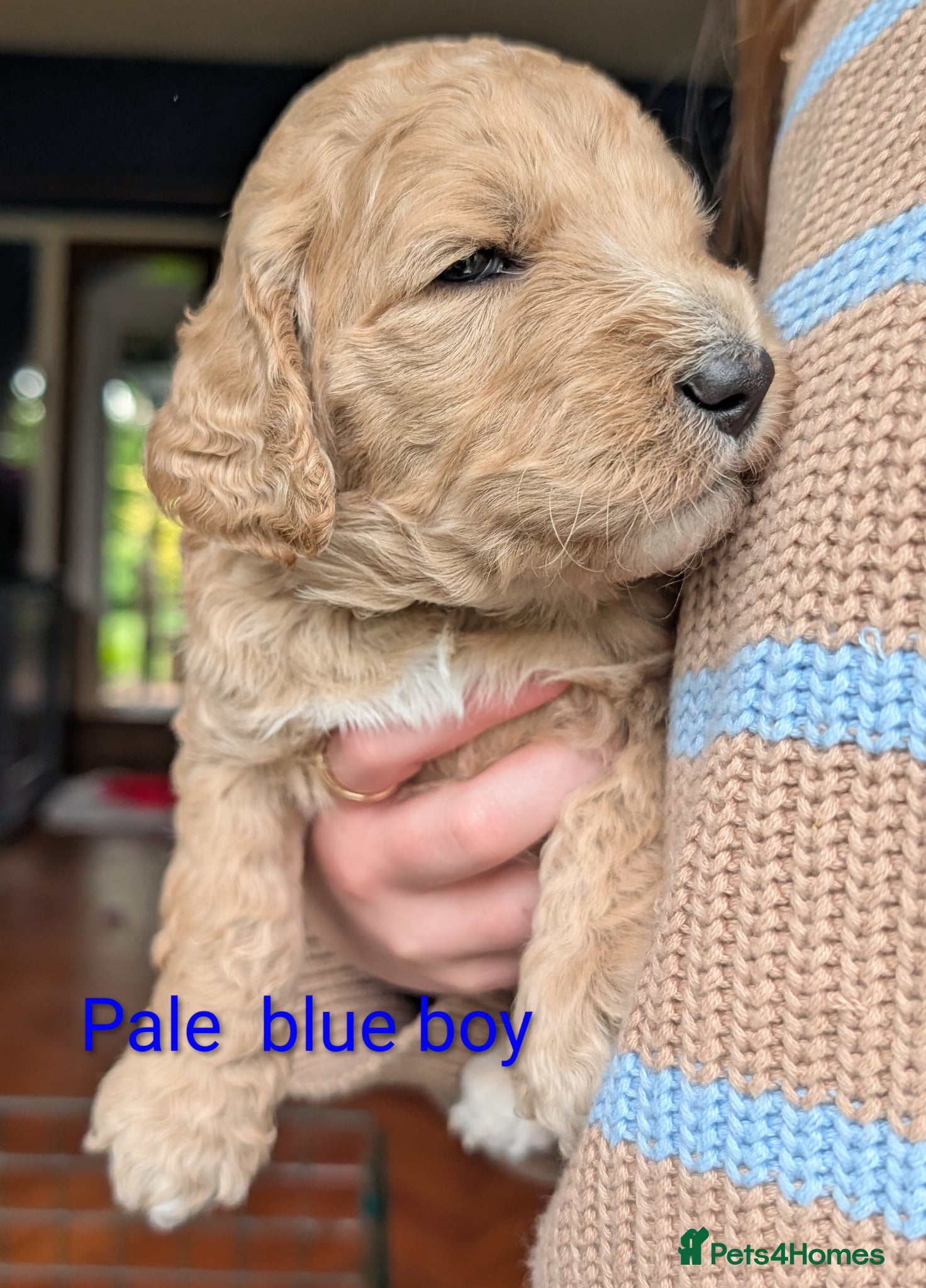 Goldendoodle dogs 🐾 Beautiful Standard Goldendoodle Puppies 🐾 - Advert 2