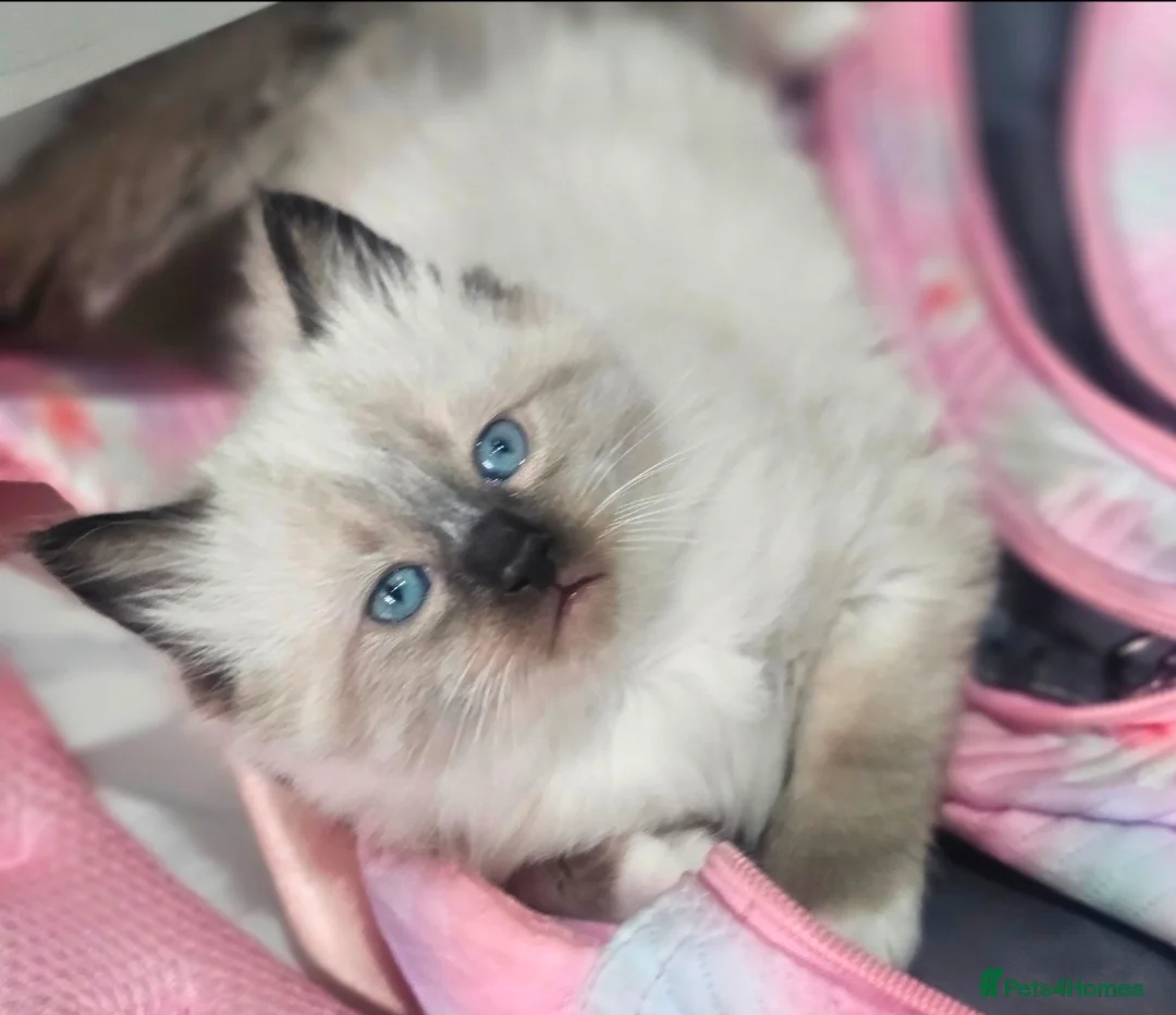 Ragdoll cats for sale: Beautiful rare kittens with blue eys. in Skelmersdale - Advert 2