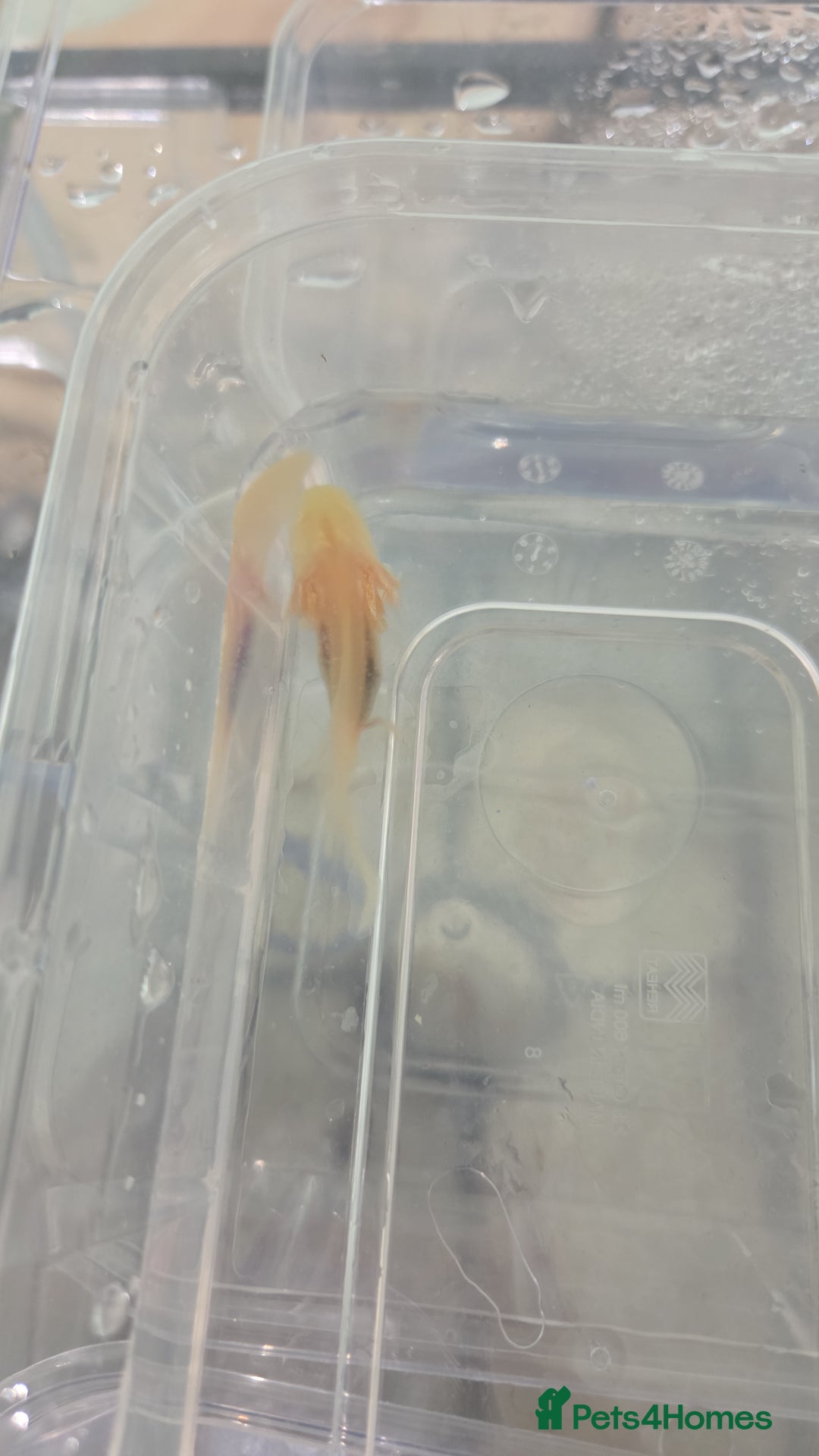 Axolotl reptiles for sale: 3 month old Axolotl's for sale - Advert 8