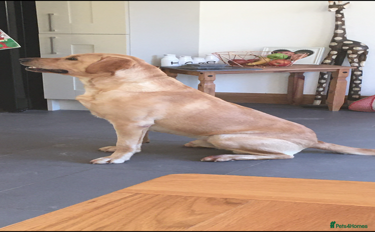 Labrador Retriever dogs - Advert 11