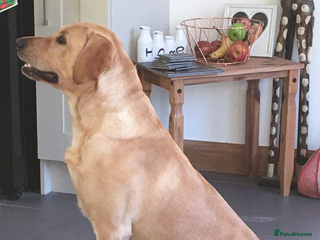 Labrador Retriever dogs for stud - Advert 1