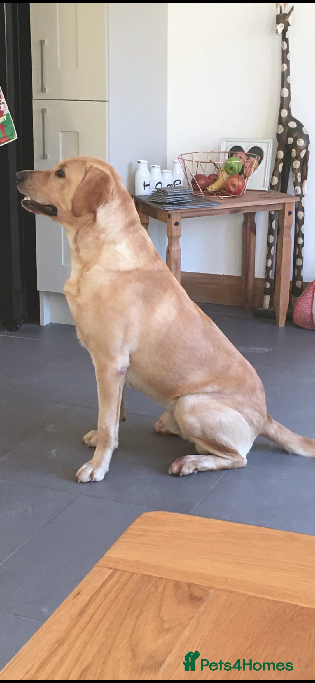 Labrador Retriever dogs for stud: Pedigree Lab  - Advert 1
