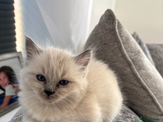 Ragdoll cats - Advert 15