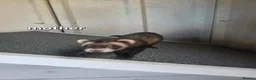 Ferret rodents for sale: 7 beautiful kits for sale  - Advert 15