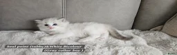 Ragdoll cats for sale: Stunning Ragdoll Kittens – Boys Only (TICA) - Advert 13