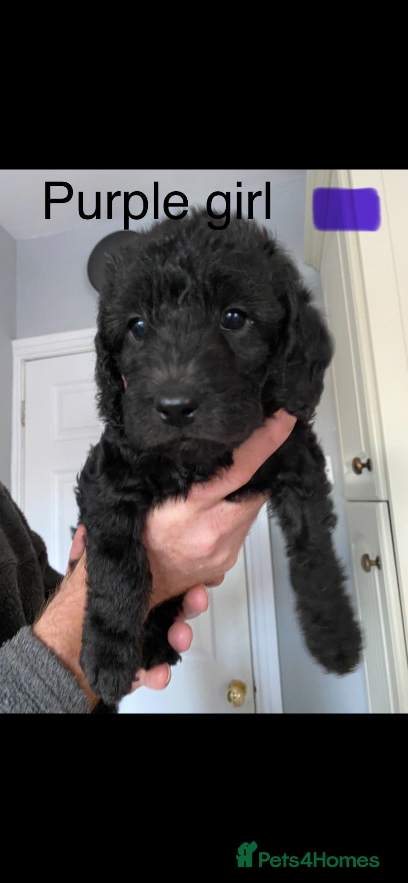 Mixed Breed dogs BEDLINGTON X COCKERPOO 4 GORGEOUS GIRLS!! - Advert 3