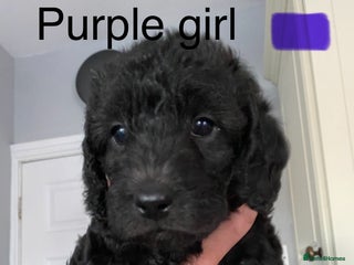 Mixed Breed dogs BEDLINGTON X COCKERPOO 4 GORGEOUS GIRLS!! - Advert 1