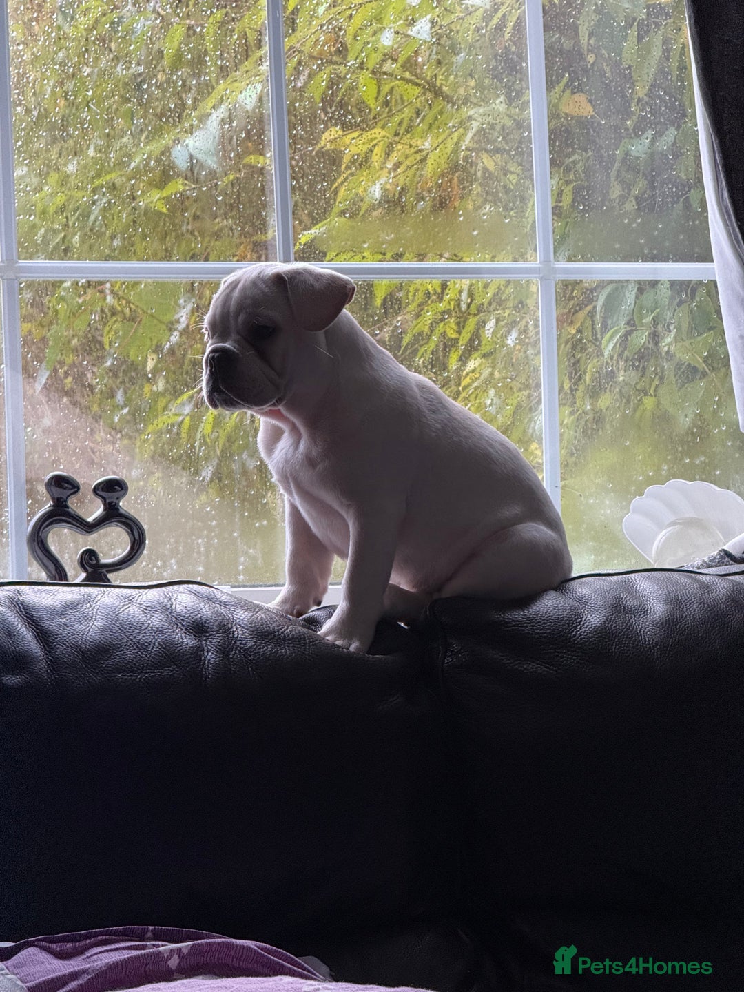 French Bulldog dogs for sale: French bulldog pups ❤️ - Advert 2