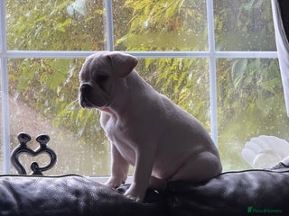 French Bulldog dogs French bulldog pups ❤️ - Advert 10