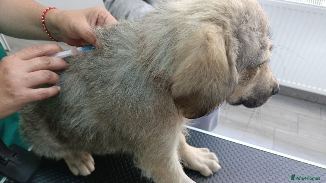 Mixed Breed dogs for adoption: SISSY, a Beautiful Young Girl - for a Loving Home - Image 11