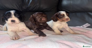 Cocker Spaniel dogs 🐶🤎fantastic Working Cocker Spaniels🐶🤎 - Advert 7