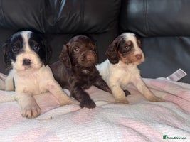 Cocker Spaniel dogs 🐶🤎fantastic Working Cocker Spaniels🐶🤎 - Advert 7