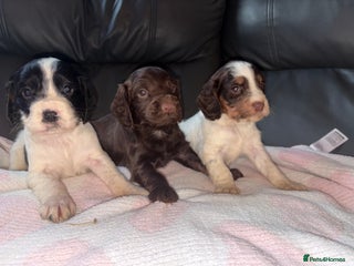 Cocker Spaniel dogs 🐶🤎fantastic Working Cocker Spaniels🐶🤎 - Advert 1