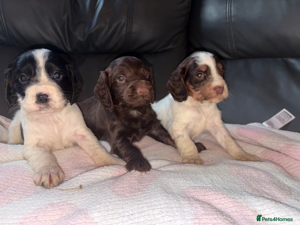 Cocker Spaniel dogs 🐶🤎fantastic Working Cocker Spaniels🐶🤎 - Advert 1
