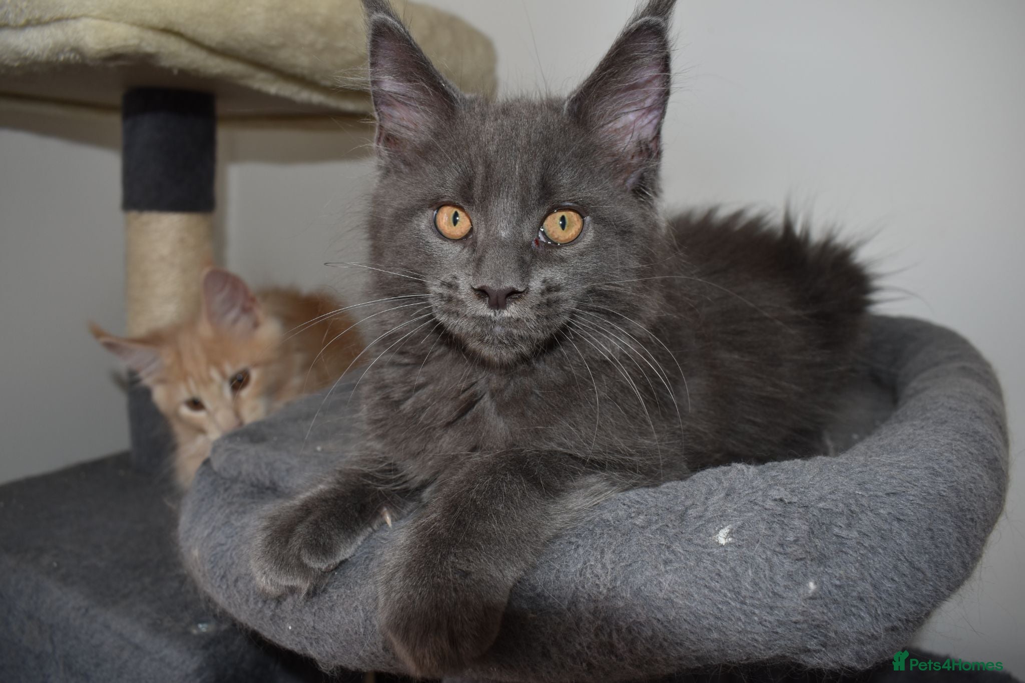 Maine Coon cats 👻😻 TICA REGISTERED last 2 kittens left👻😻 - Advert 2