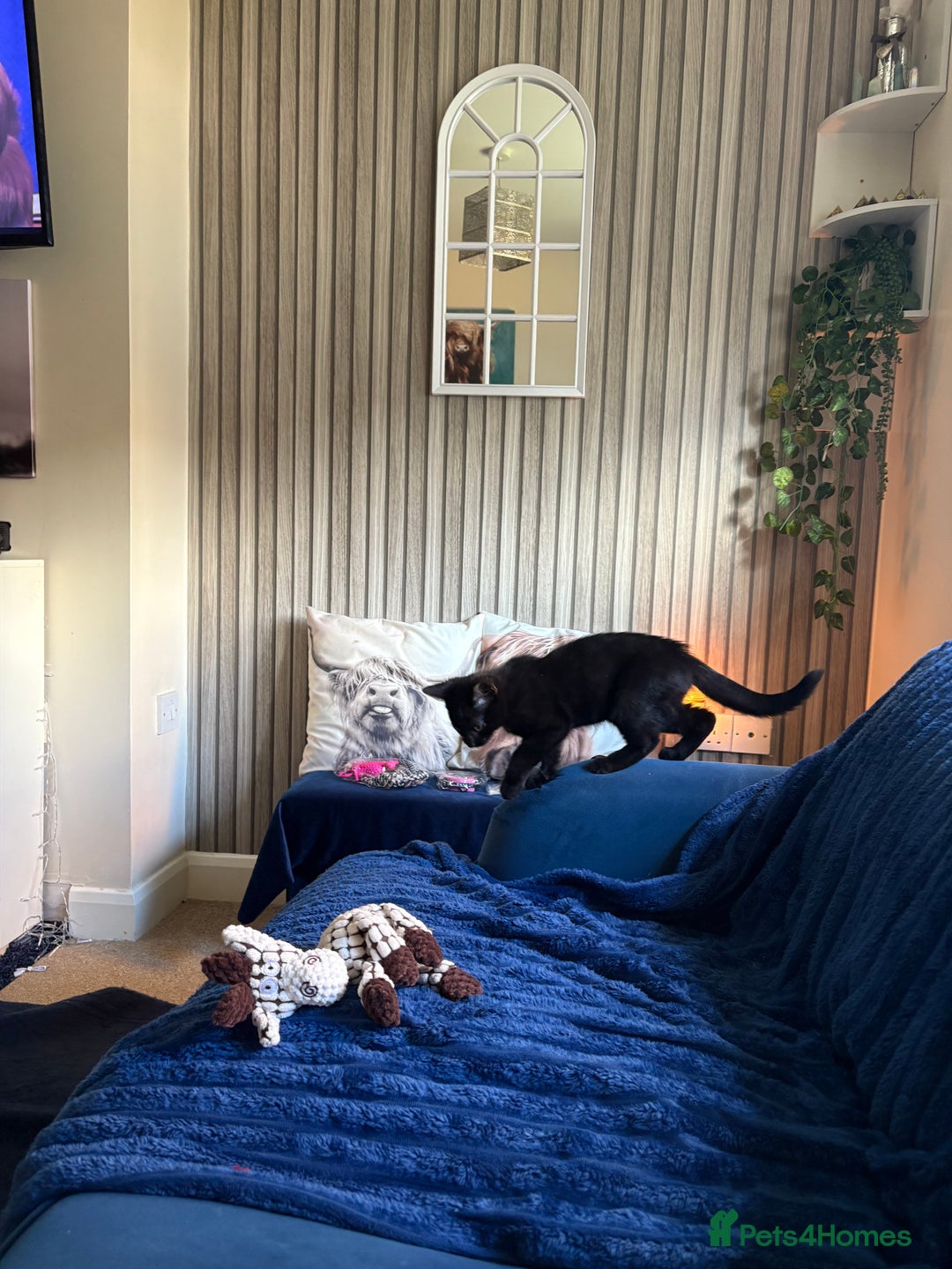 British Shorthair cats for sale: Beautiful boy - Image 2