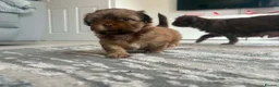Shih Tzu dogs for sale: Stunning Shih Tzu puppies  - Advert 10
