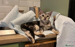 Bengal cats for sale: Beautiful Bengal Kittens Ready for Forever Homes - Image 1