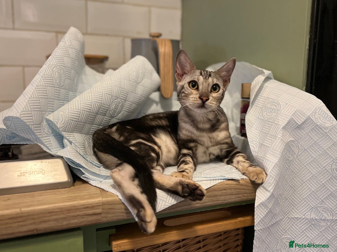 Bengal cats for sale: Beautiful Bengal Kittens Ready for Forever Homes - Image 1