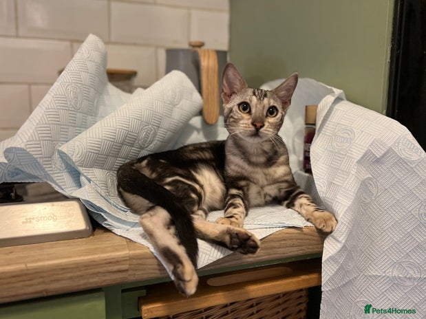 Bengal cats - Advert 8