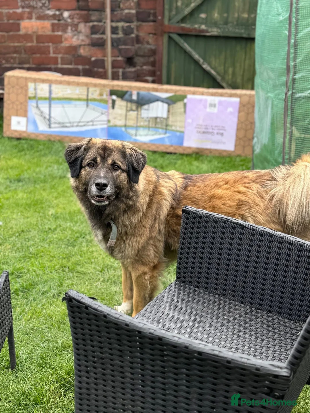 Mixed Breed dogs for sale: German Shepard in need of loving home  - Advert 1