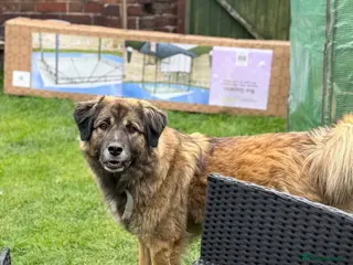 Mixed Breed dogs German Shepard in need of loving home - Advert 4