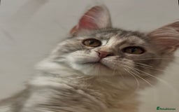 Maine Coon cats for sale: Maine coon kittens•Ready to leave•Fully vaccinated - Image 3